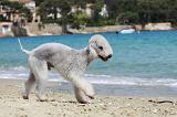 BEDLINGTON TERRIER 073